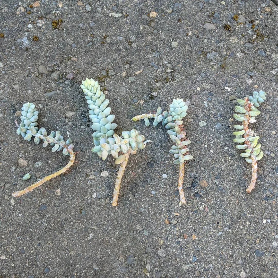 Burro's tails looking for a home